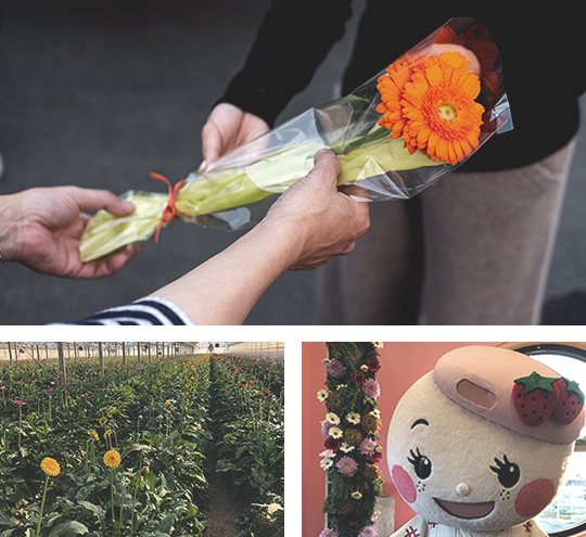 写真:ガーベラの花束と農園、マスカット。