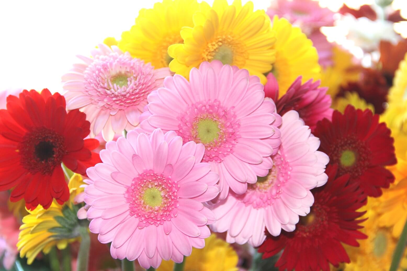 果の国 ひろかわ 広川町の農産物 広川町観光協会