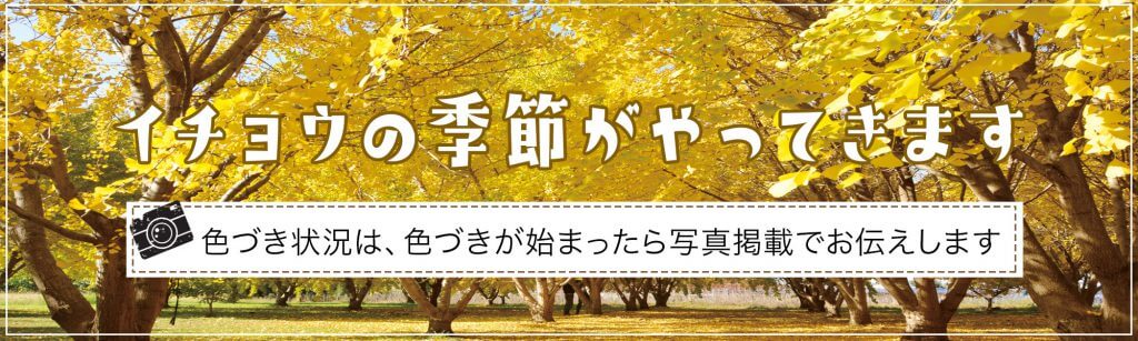 太原のイチョウ