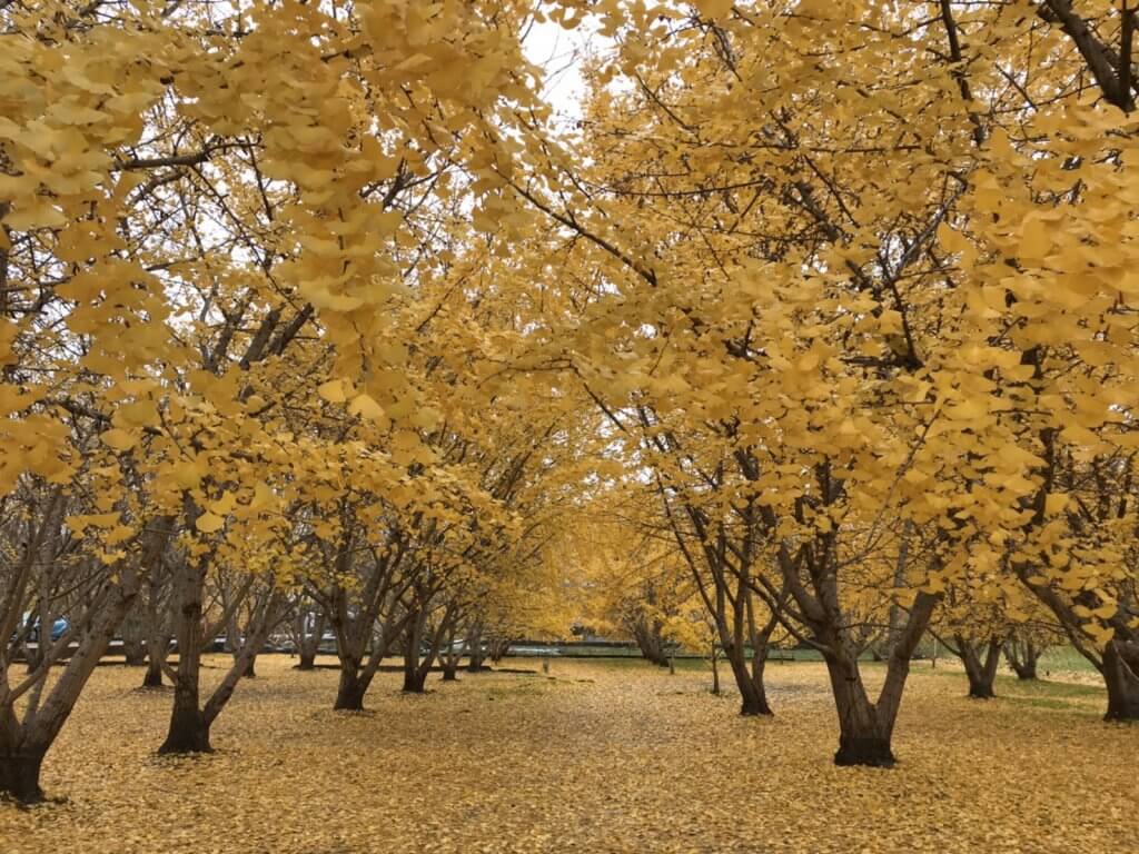 太原のイチョウ色付き状況19 11 28 広川町観光協会 太原のイチョウ色付き状況19 11 28 広川町観光協会