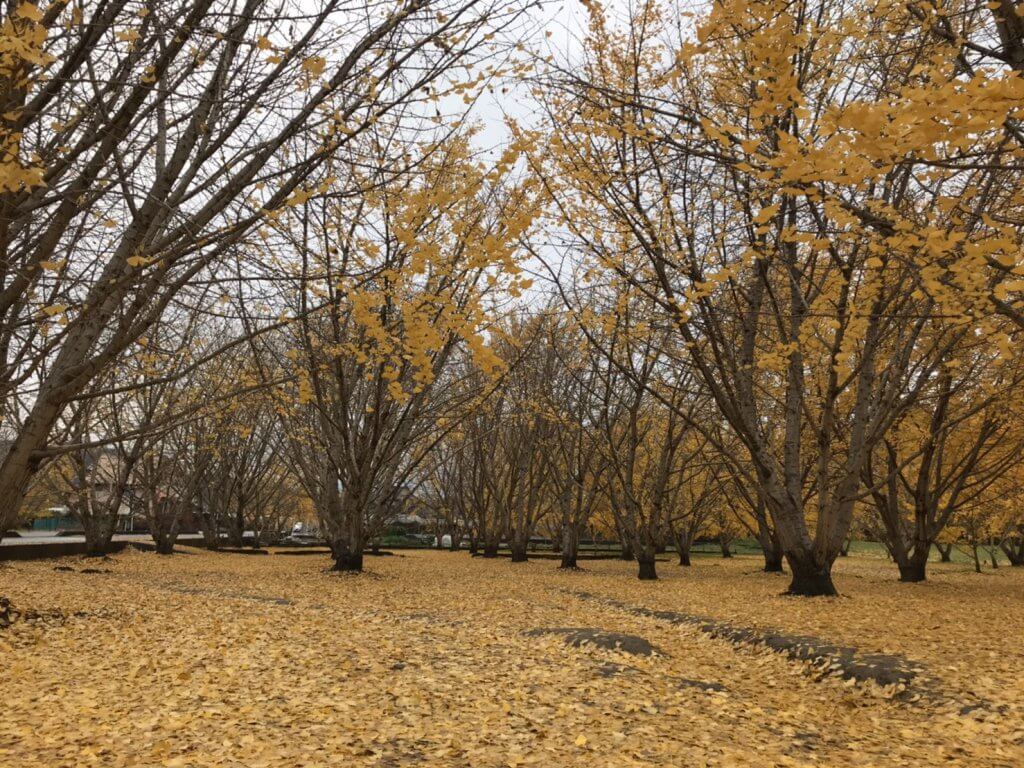 太原のイチョウ色付き状況19 11 28 広川町観光協会 太原のイチョウ色付き状況19 11 28 広川町観光協会