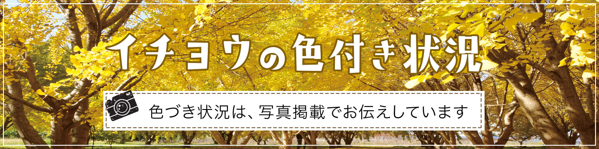 太原のイチョウ