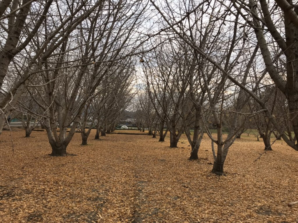 太原のイチョウ落葉と駐車場閉場のお知らせ | 広川町観光協会