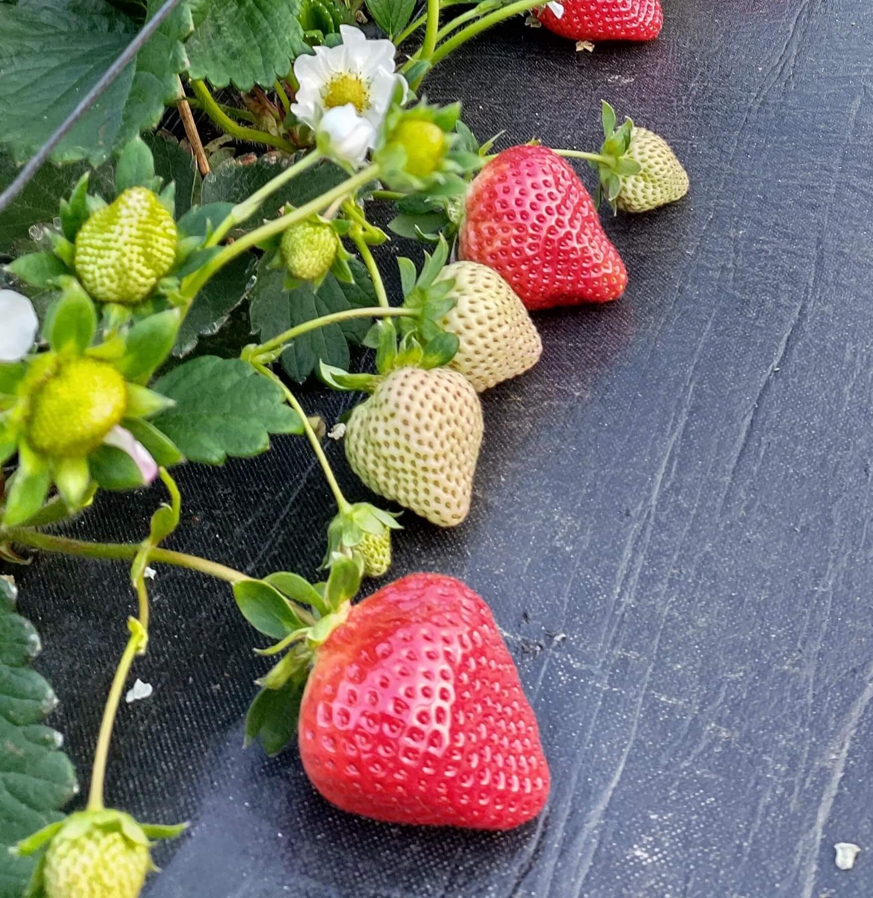 広川町いちご狩り情報 | 広川町観光協会