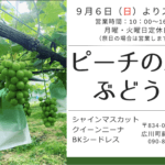 ピーチの森「ぶどう狩り」のお知らせ